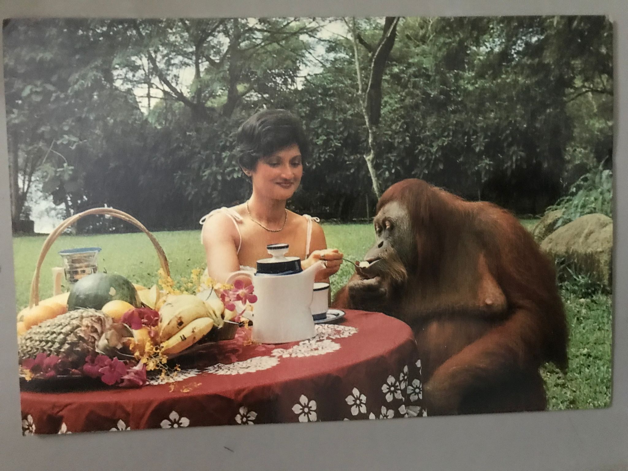 Breakfast At The Zoo With Ah Meng Postcard, 1988