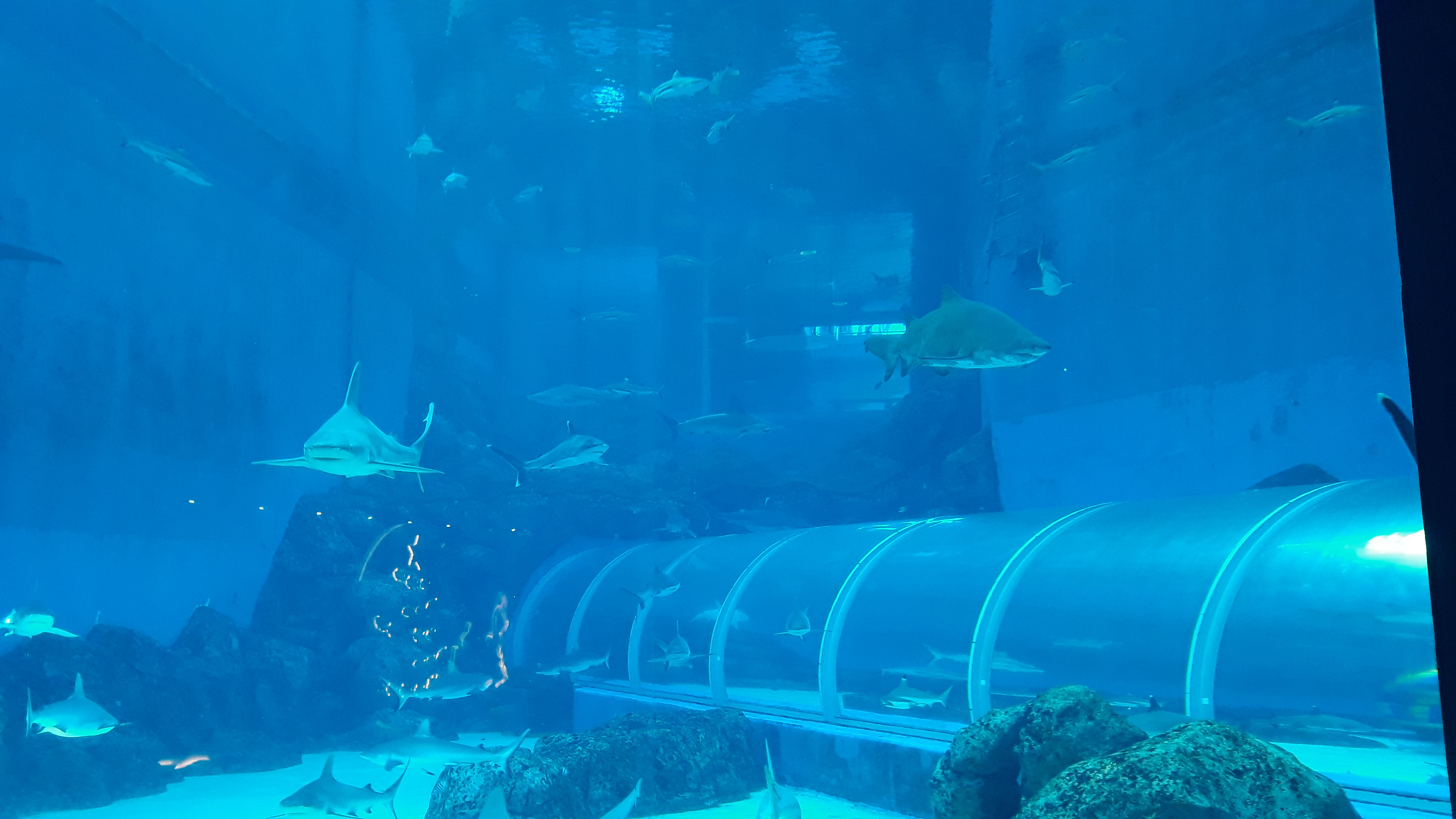 Sea Aquarium