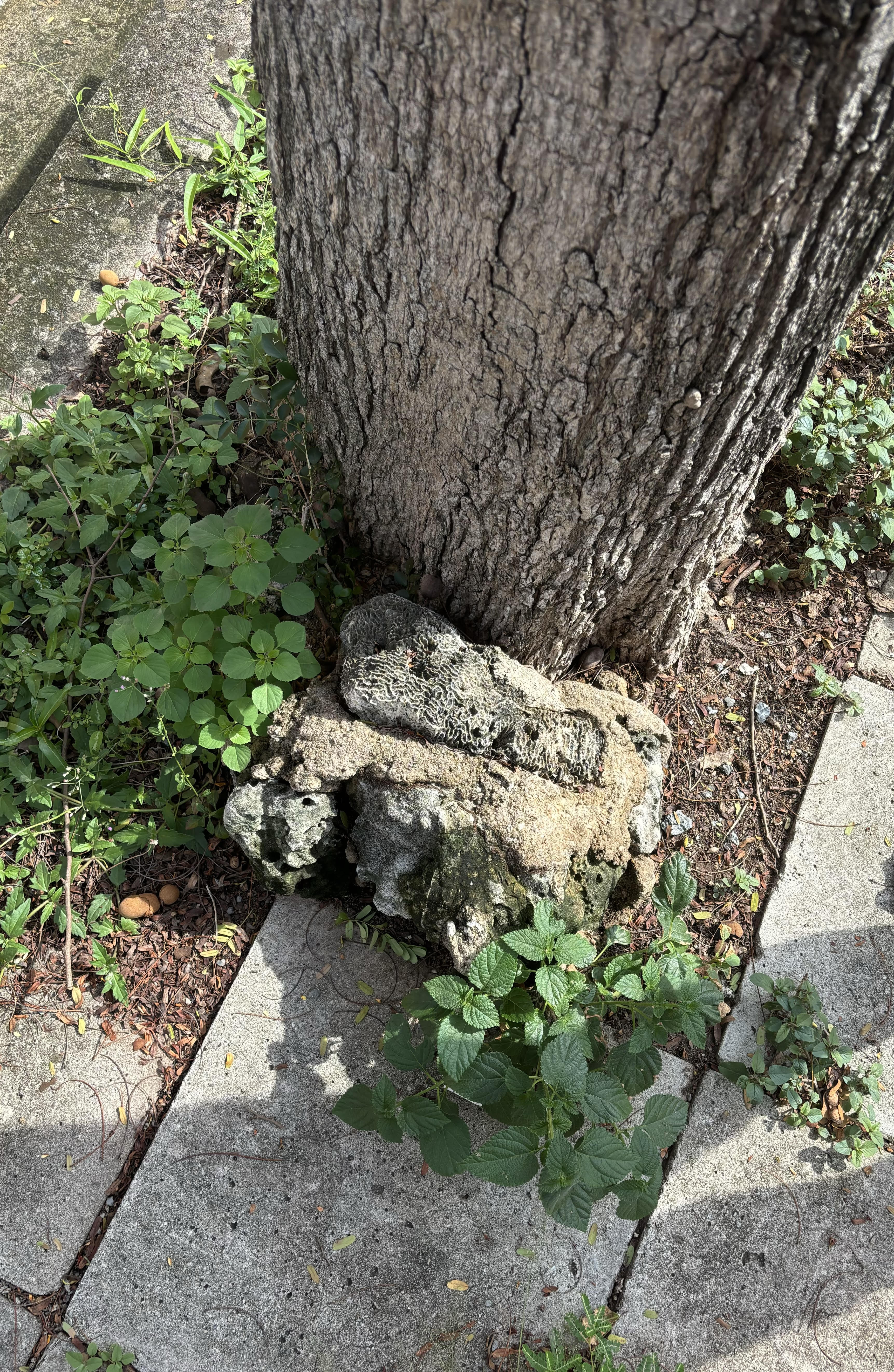 Photograph Of A 'Fossilised' Coral