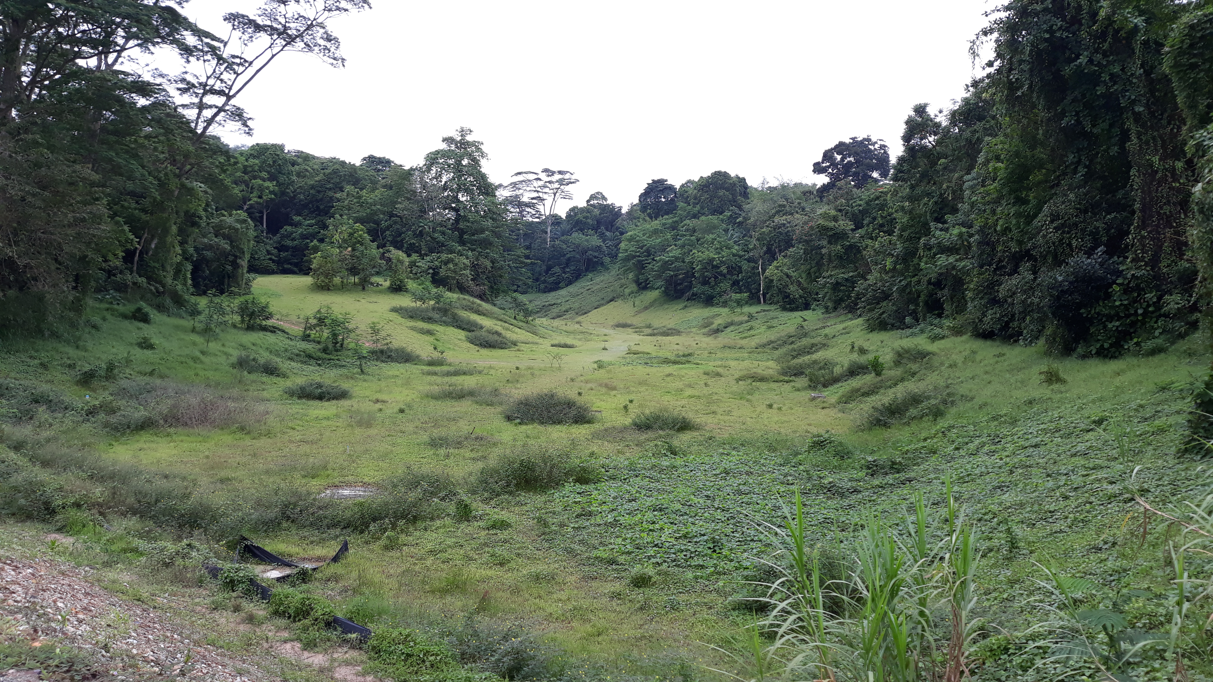 Clementi Forest