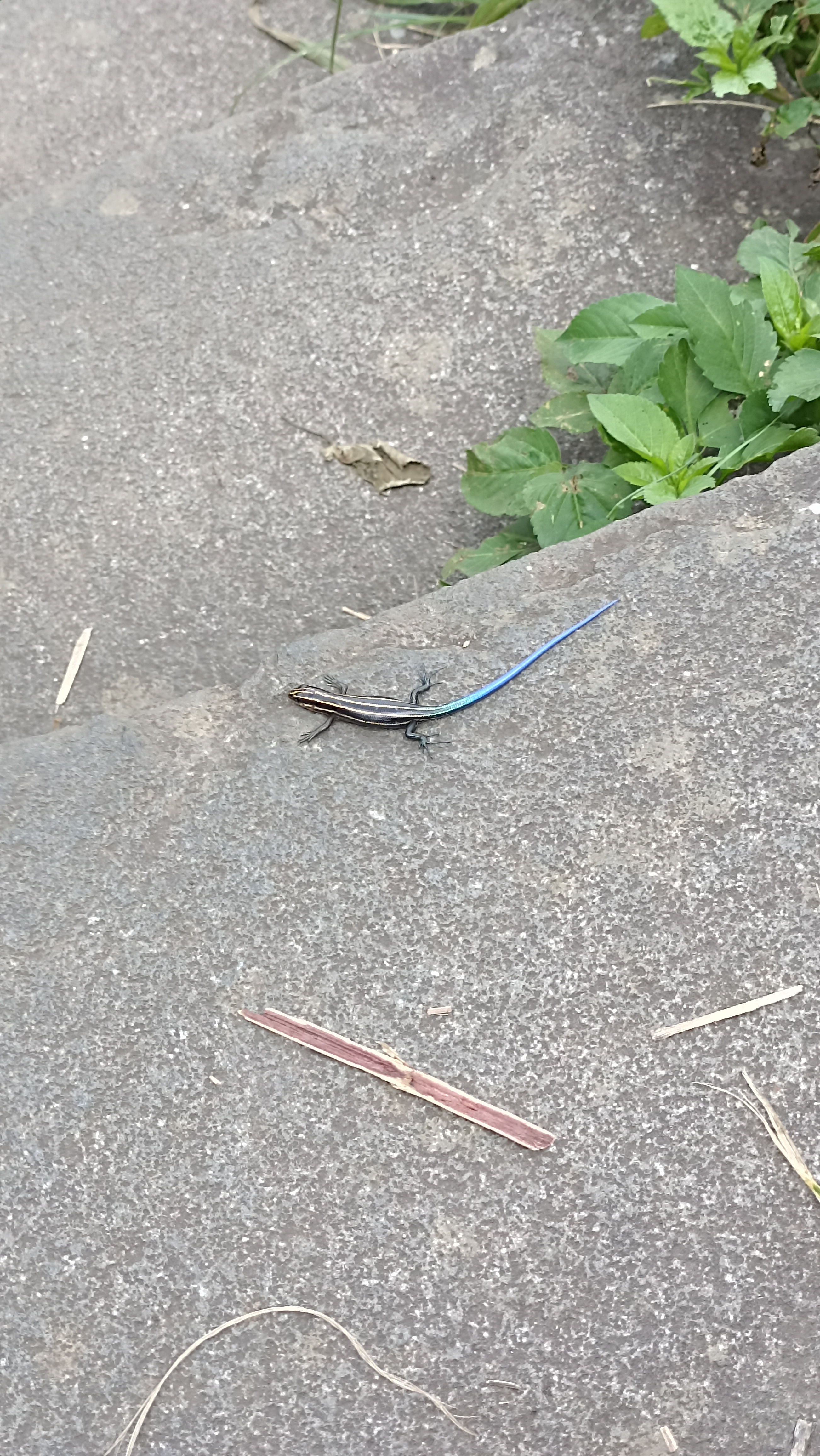 Five Lined Skink