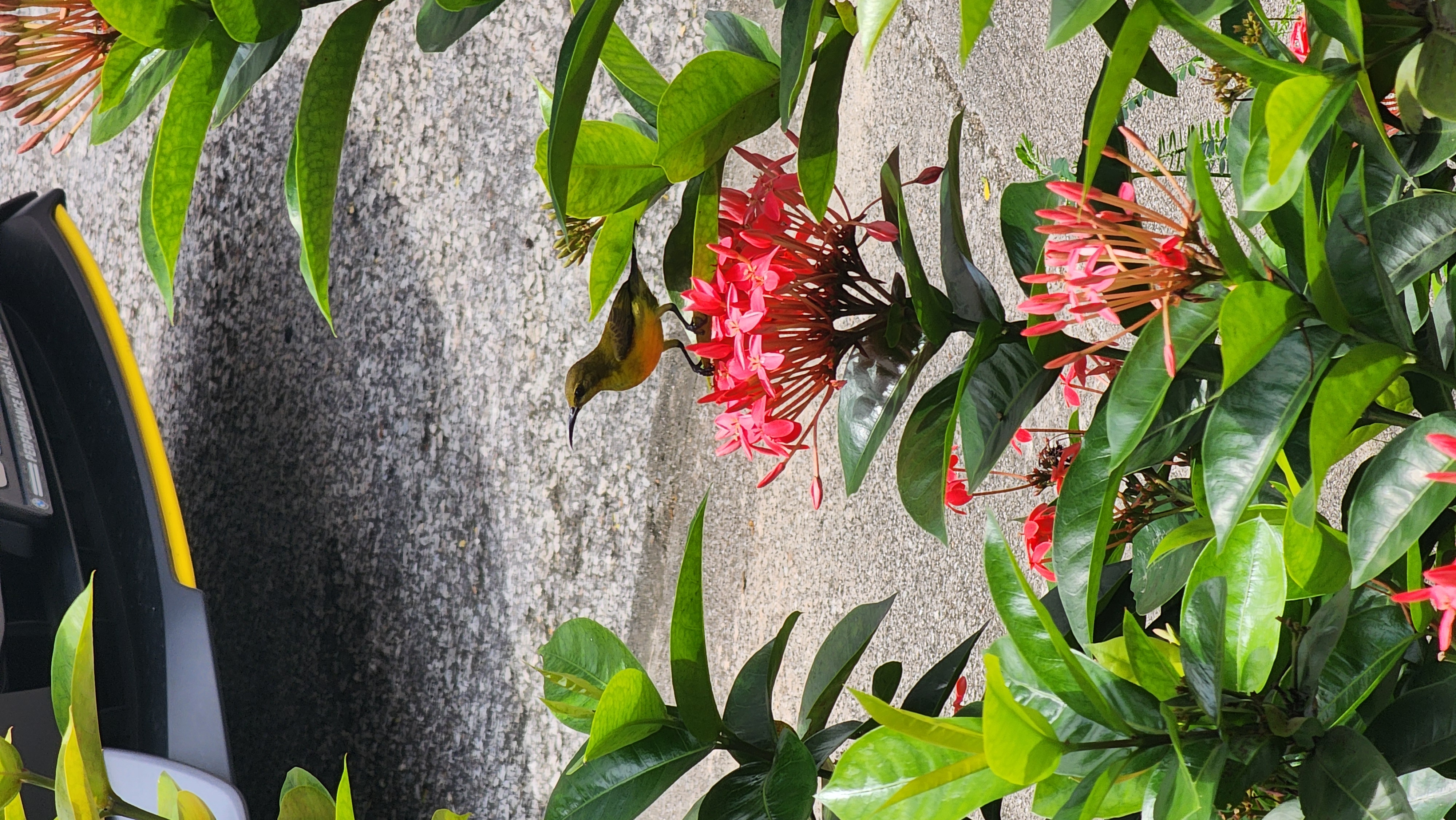 Singapore Yellow Sunbird